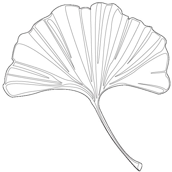 Лист гинкго рисунок