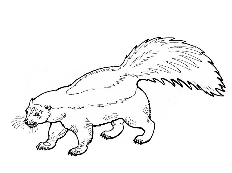 Росомаха животное раскраска для детей