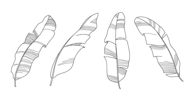 Тропические листья раскраска