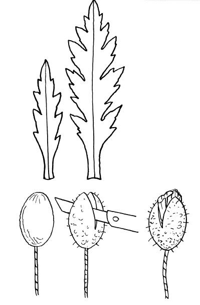 Лист одуванчика трафарет