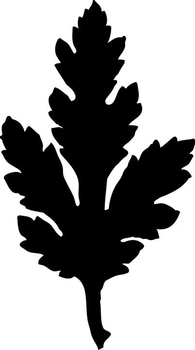 Листья хризантемы