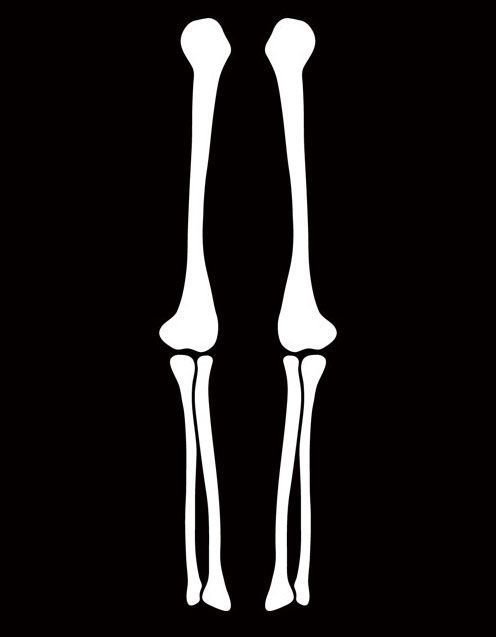 Кость скелета