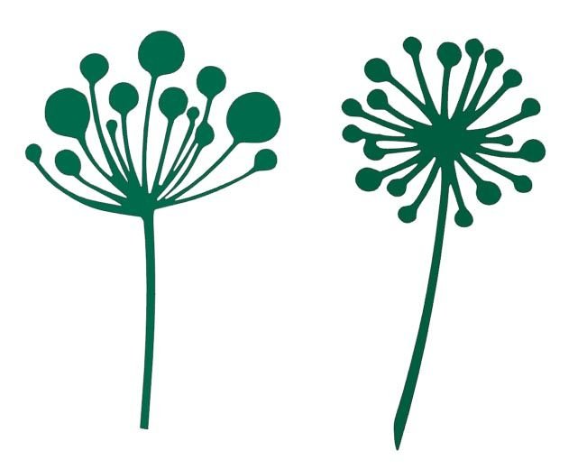 Укроп соцветие