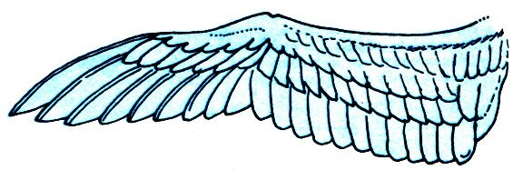 Крыло птицы