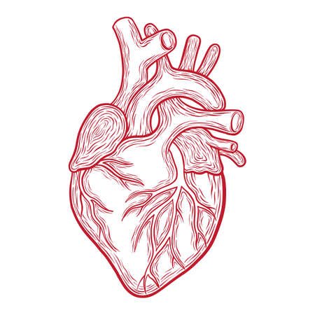 Сердце эскиз