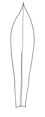 Трафарет листьев тюльпана