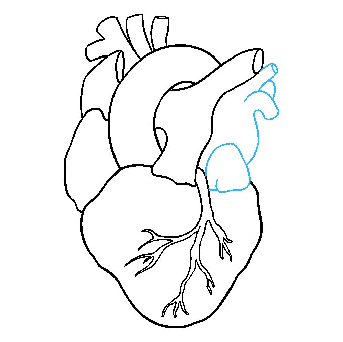Нарисовать сердце человека