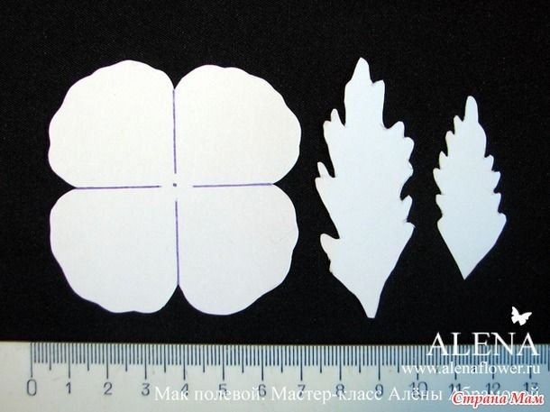 Формы лепестков цветов