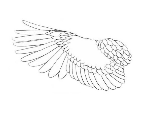 Крылья раскраска