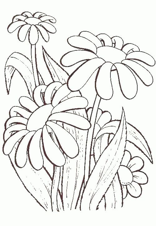 Раскраска цветок Ромашка