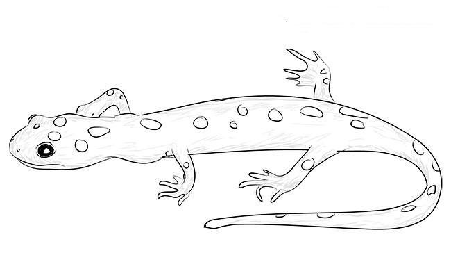 Ящерица раскраска для детей