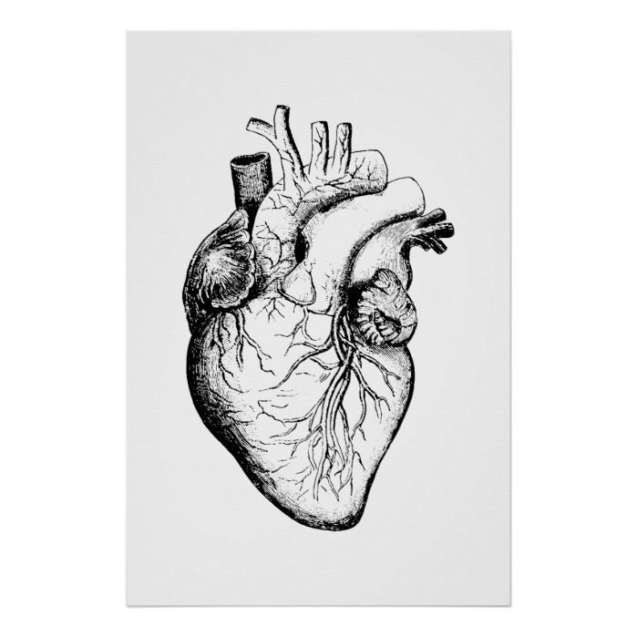 Серце человека черо белое