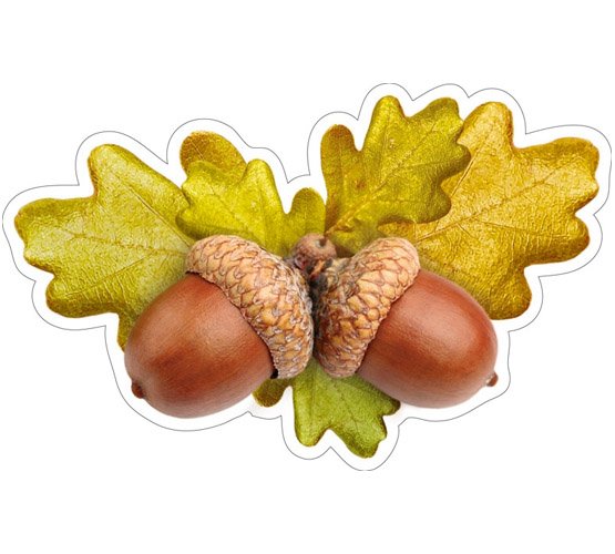 Осенние желуди