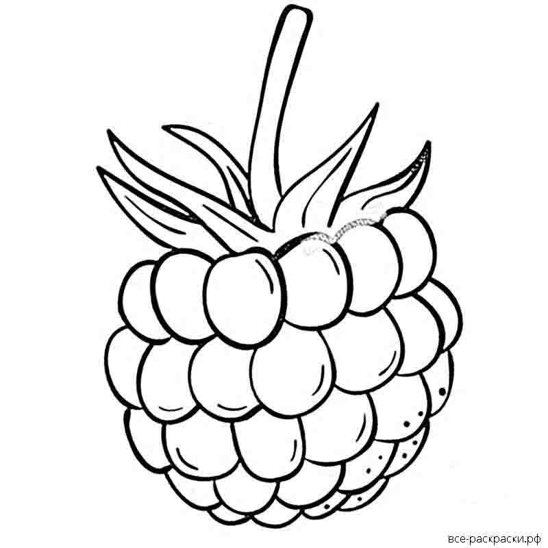 Малина картинка для детей