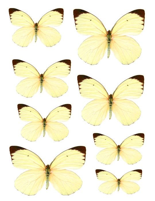 Фотопечать желтые бабочки