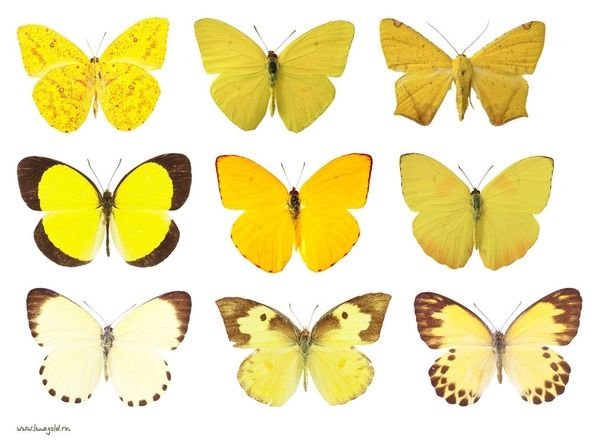 Жёлтая бабочка