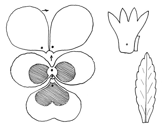 Цветы шаблон для аппликации