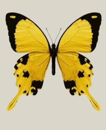 Жёлтая бабочка