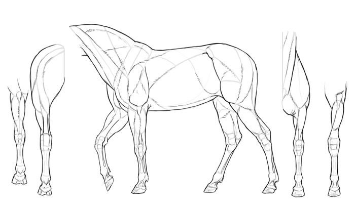 Ноги лошади анатомия референс