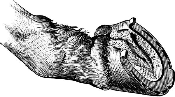 Копыто раскраска для детей