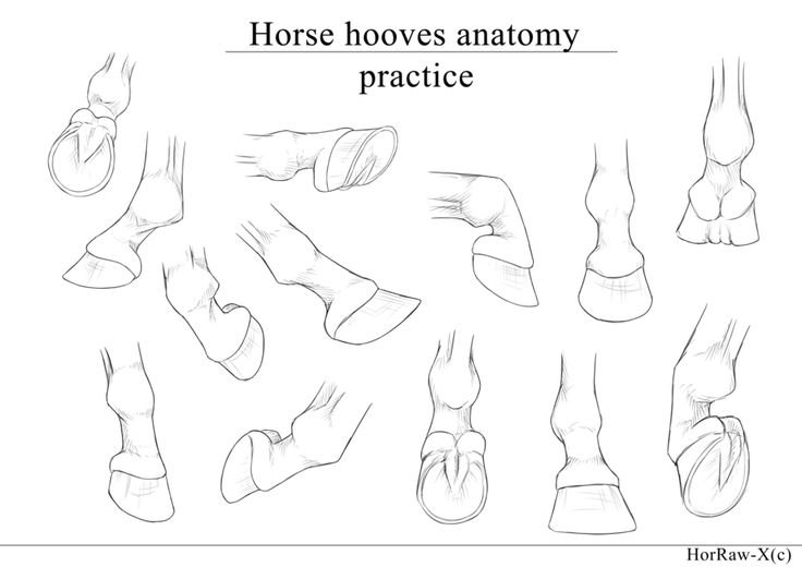 Лошадиные ноги референс