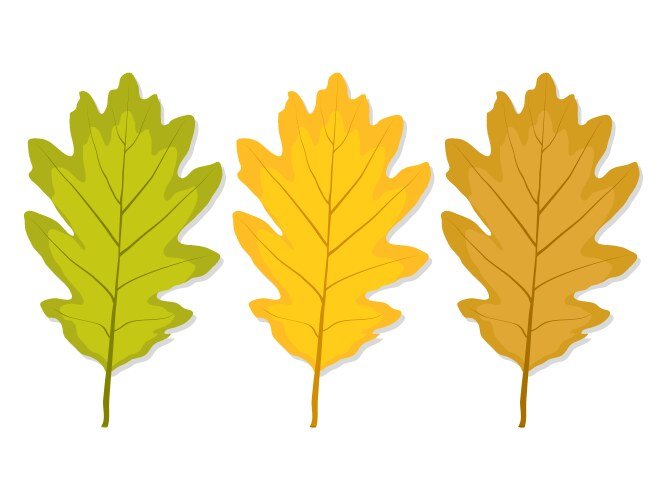 Дубовый лист желтый