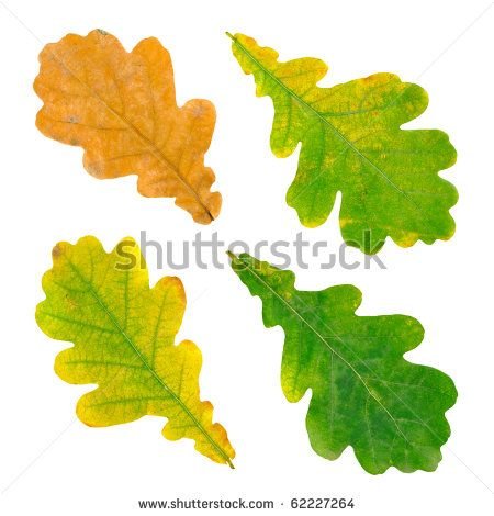 Лист дуба на белом фоне