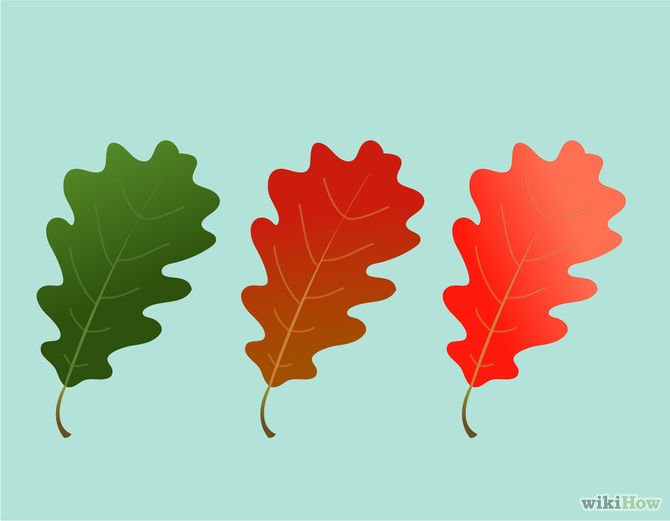 Разноцветные листья