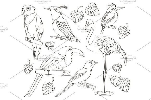 Экзотические птицы рисунки