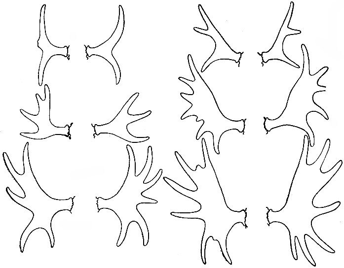 Трафарет лосиные рога