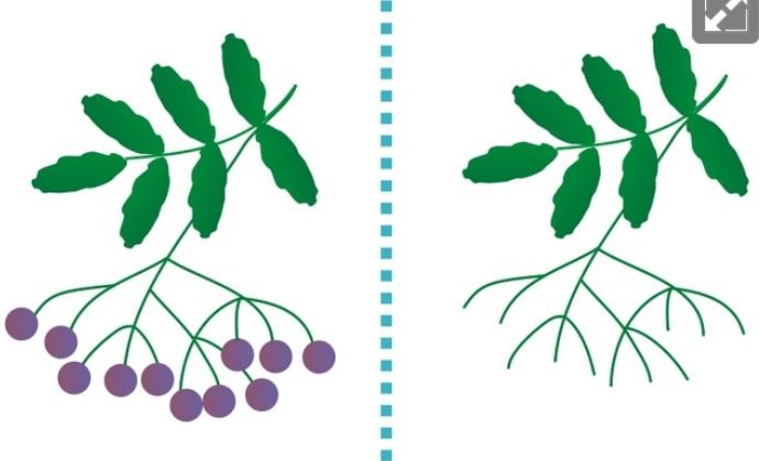 Ветка рябины рисунок