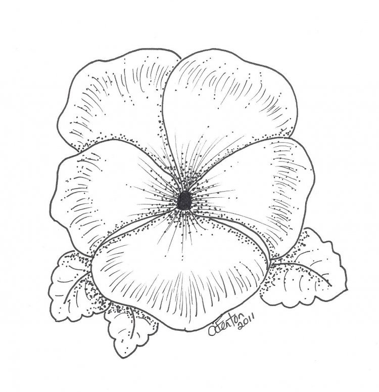 Раскраска цветы Анютины глазки