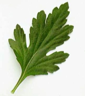 Листок хризантемы