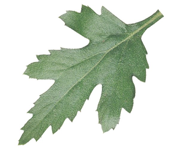 Трафарет листа хризантемы