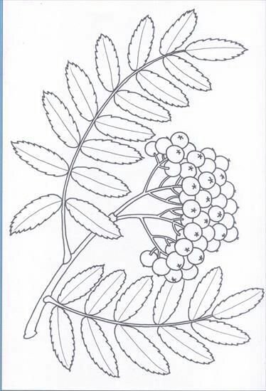 Рябина раскраска