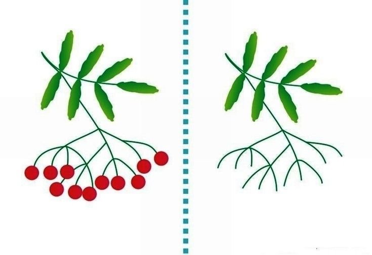 Ветка рябины» (рисование с натуры) (т.с.Комарова, стр.40)