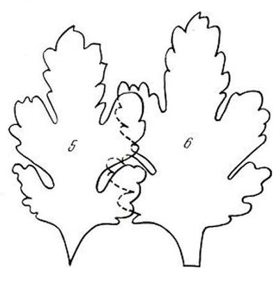 Выкройка листа хризантемы