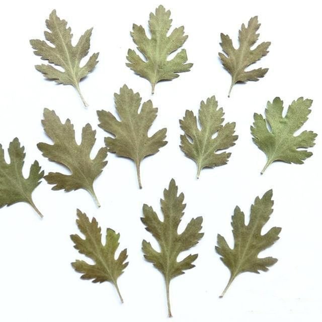 Трафарет листа хризантемы