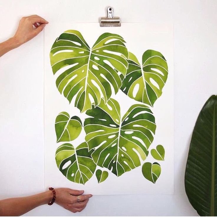 Монстера Вьюнок