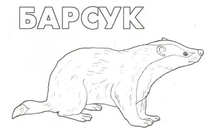 Барсук рисунок карандашом