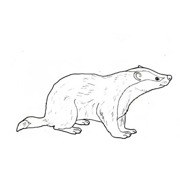 Барсучий нос