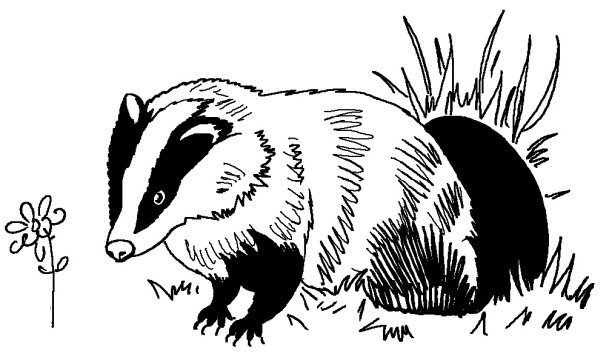 Барсук раскраска для детей