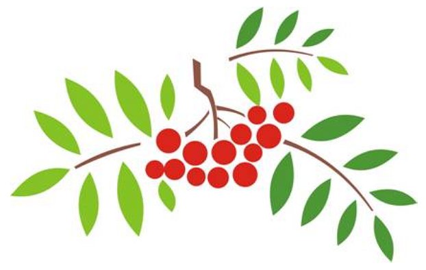 Рябина рисунок