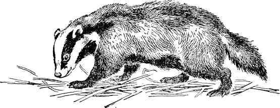 Паустовский барсук