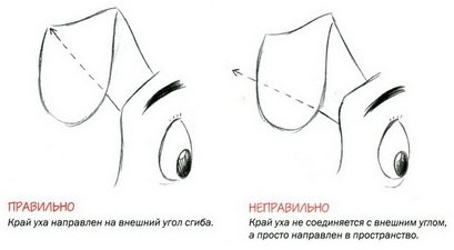 Уши собаки рисовать