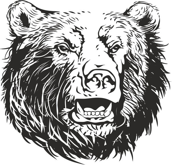 Морда медведя трафарет