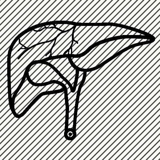 Печень нарисовать