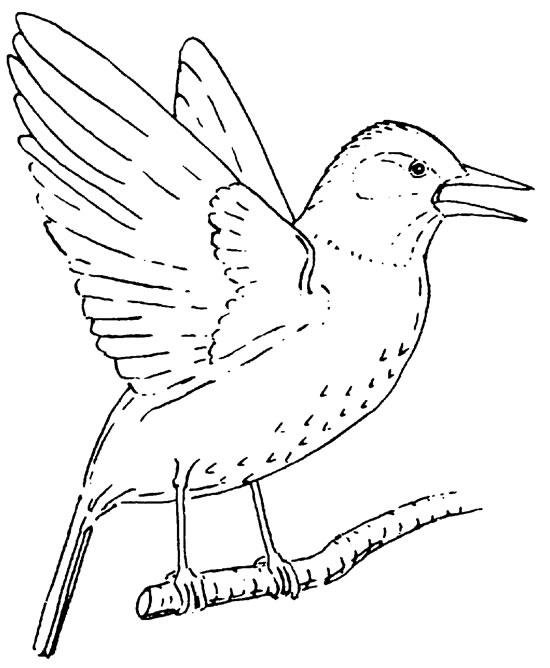 Скворец раскраска