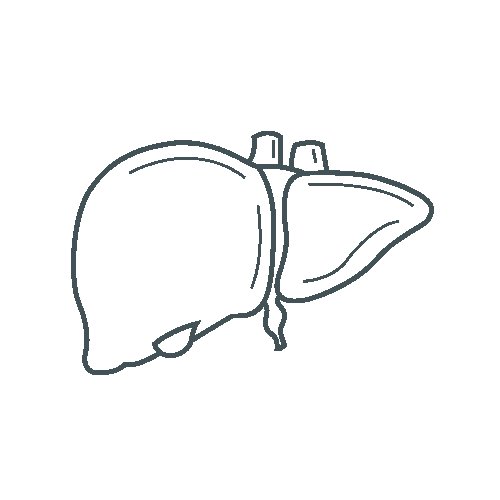 Печень нарисовать