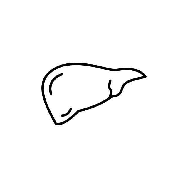 Печень контур